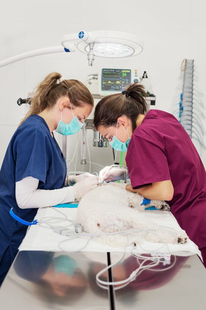 Veterinarian performing dental cleaning on a dog during a preventive care visit at Montgomery Veterinary Hospital